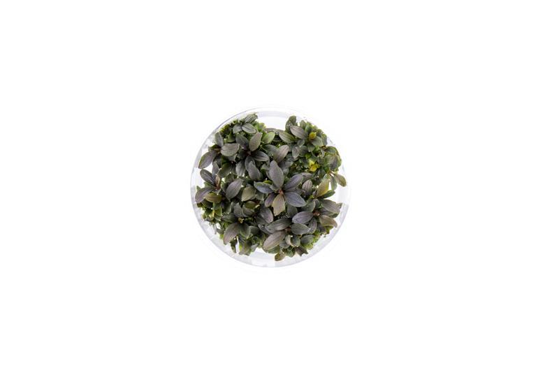 Bucephalandra Red Mini UNS Tissue Culture Aquatic Plant - Buce Plant