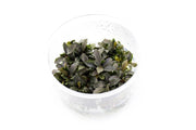Bucephalandra Red Mini UNS Tissue Culture Aquatic Plant - Buce Plant