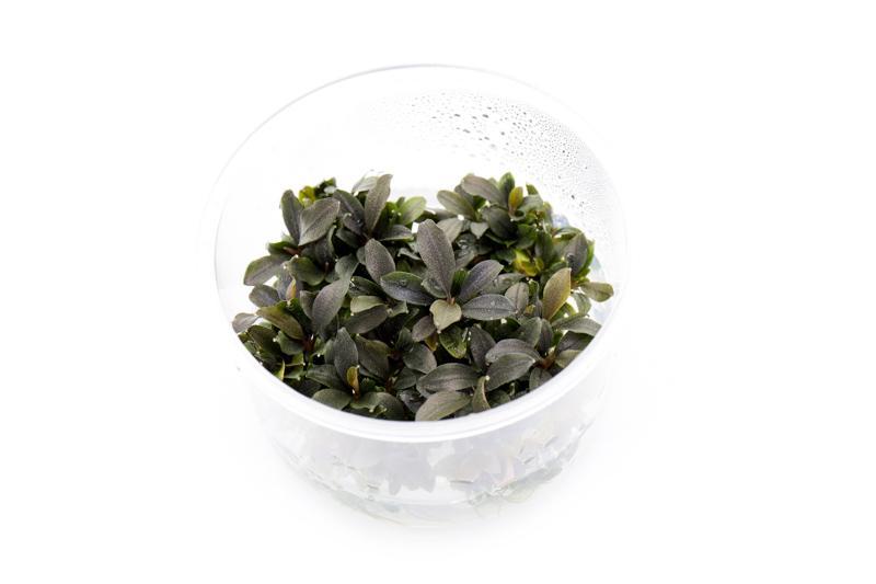 Bucephalandra Red Mini UNS Tissue Culture Aquatic Plant - Buce Plant