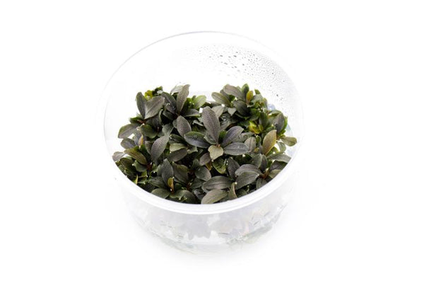 Bucephalandra Red Mini UNS Tissue Culture for Aquascaping — Buce Plant