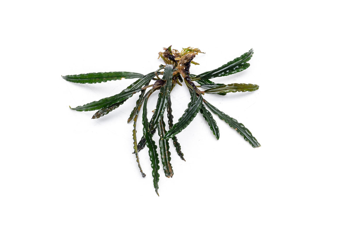 Bucephalandra Red Scorpio — Buce Plant