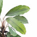 Bucephalandra Sekadau (Farmed) - BucePlant.com