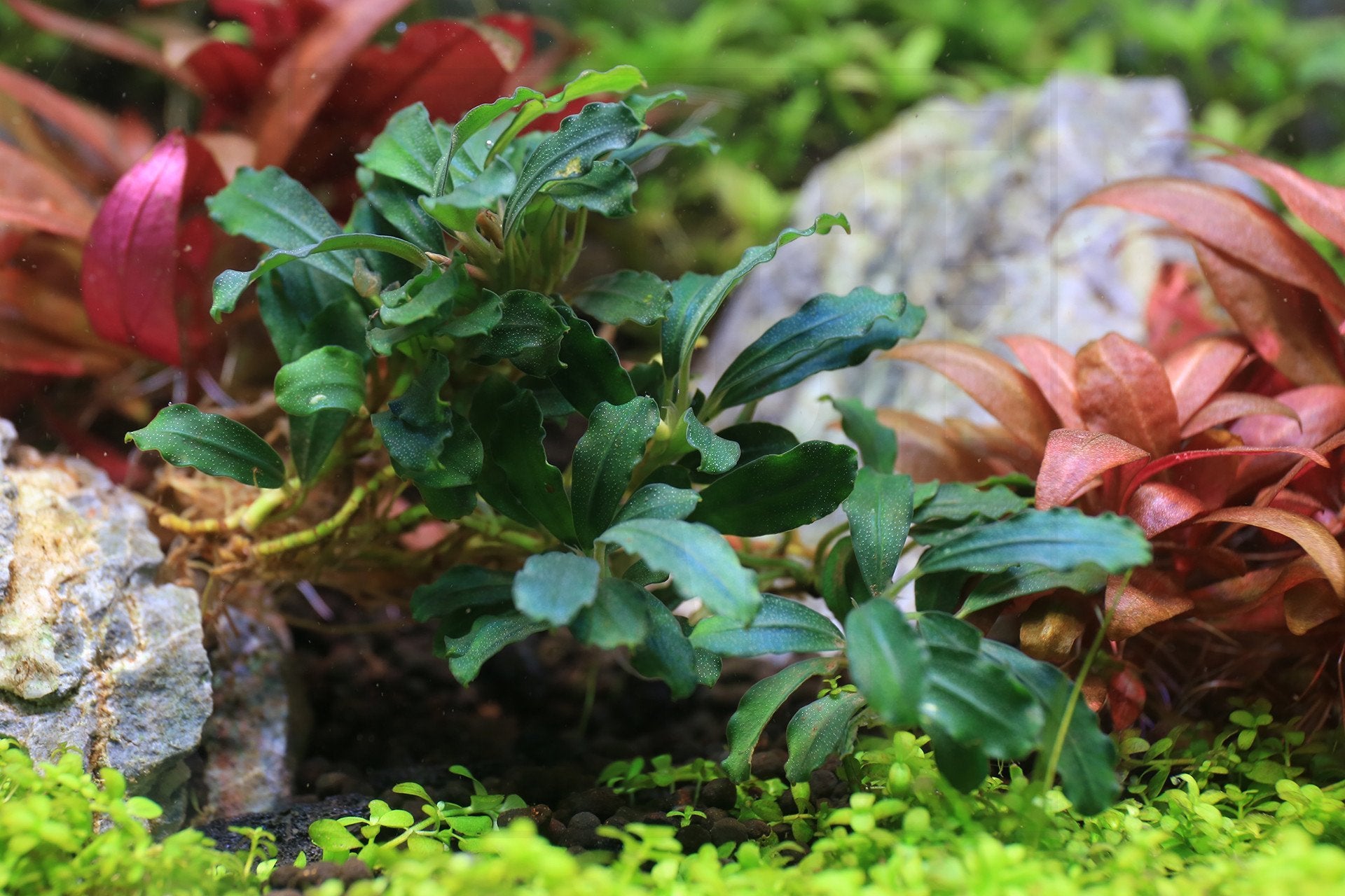 Bucephalandra Sexy Pink - Aquascaping Plant — Buce Plant