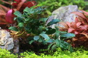 Bucephalandra Sexy Pink Bucephalandra - Buce Plant