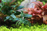 Bucephalandra Sexy Pink Bucephalandra - Buce Plant