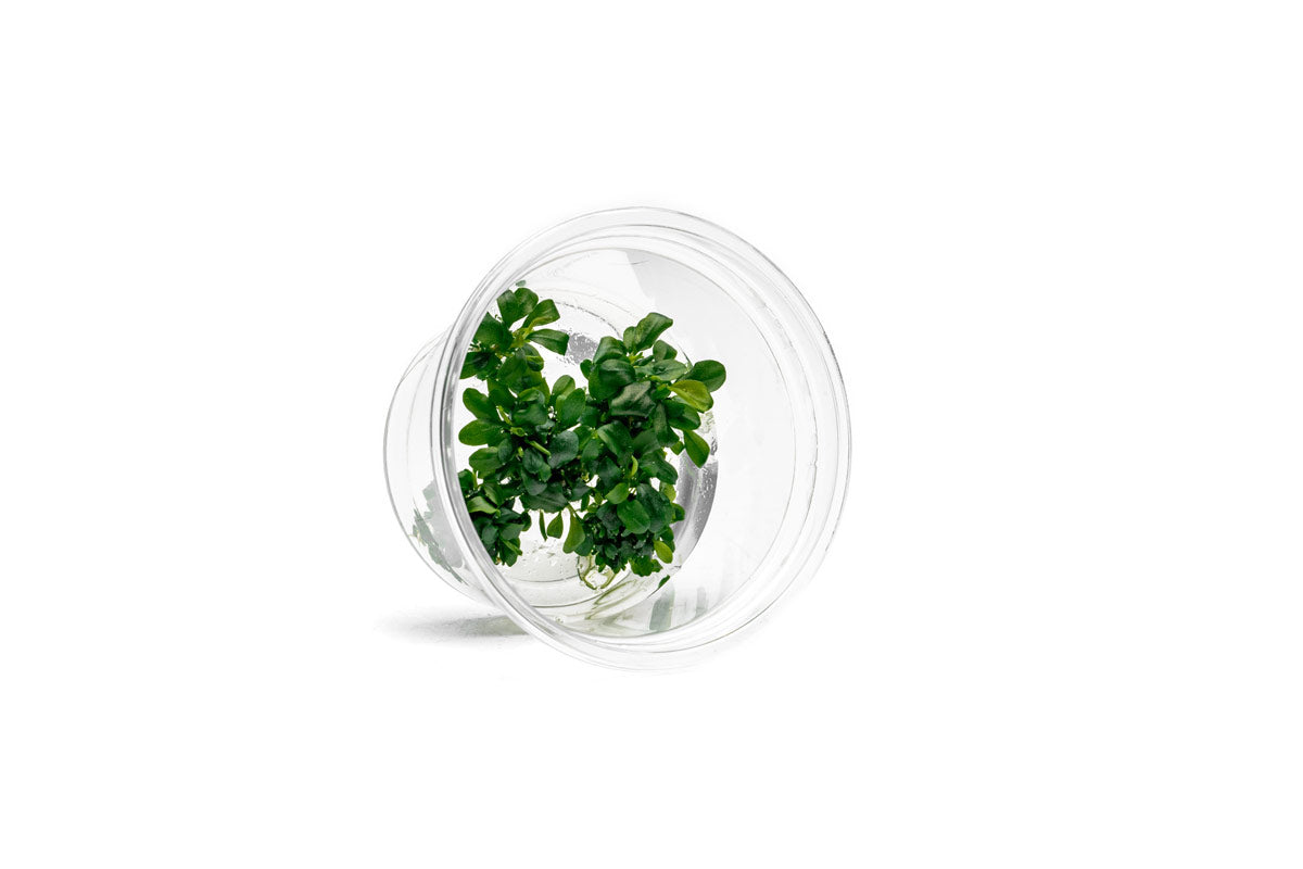 Bucephalandra Sintang Green UNS Tissue Culture for Aquascaping