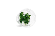 Bucephalandra Sintang Green UNS Tissue Culture Aquatic Plant - Buce Plant