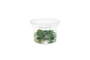 Bucephalandra Sintang Green UNS Tissue Culture Aquatic Plant - Buce Plant