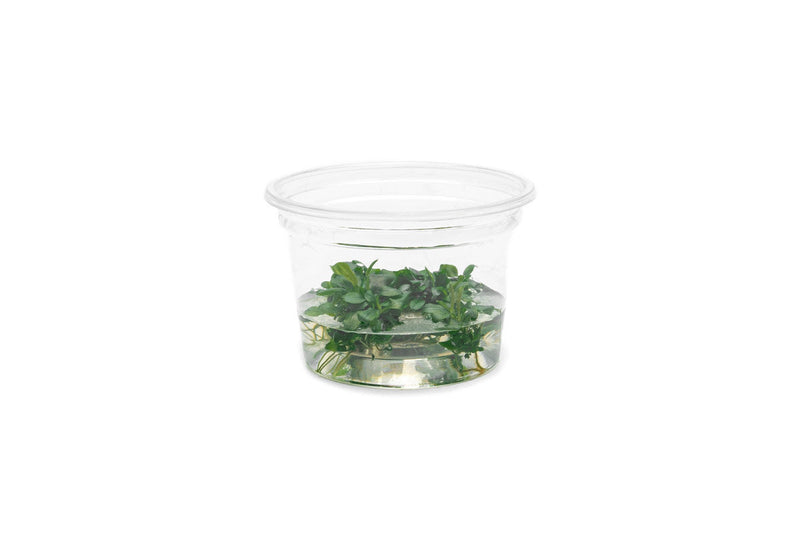 Bucephalandra Sintang Green UNS Tissue Culture Aquatic Plant - Buce Plant