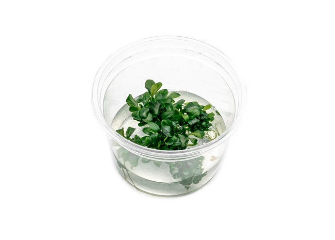 Bucephalandra Sintang Green UNS Tissue Culture Aquatic Plant - Buce Plant