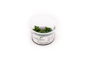 Bucephalandra sp Aquatic Farmer Tissue Culture Aquatic Plant - Buce Plant