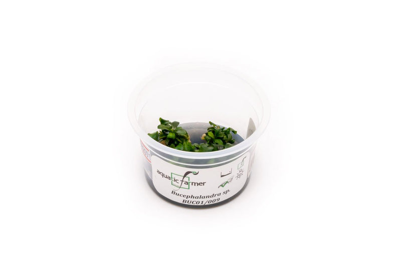 Bucephalandra sp Aquatic Farmer Tissue Culture Aquatic Plant - Buce Plant