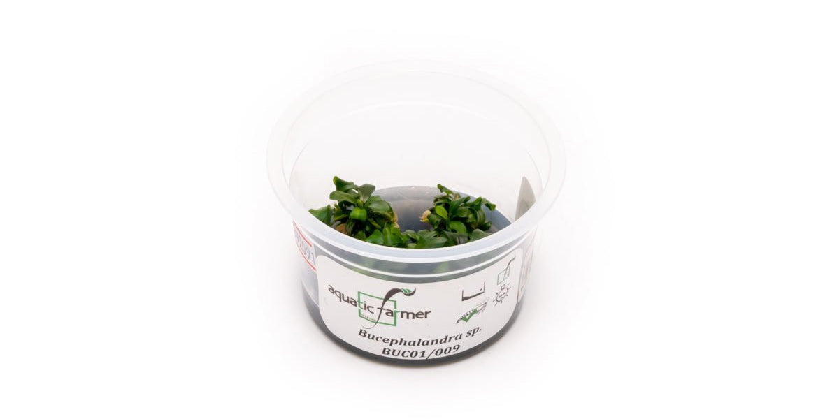 Bucephalandra sp Aquatic Farmer Tissue Culture — Buce Plant
