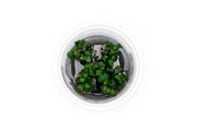 Bucephalandra sp Aquatic Farmer Tissue Culture Aquatic Plant - Buce Plant