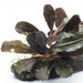 Bucephalandra Sp on Driftwood - BucePlant.com