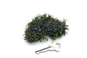Bucephalandra Super Mini Catherinae Bucephalandra - Buce Plant