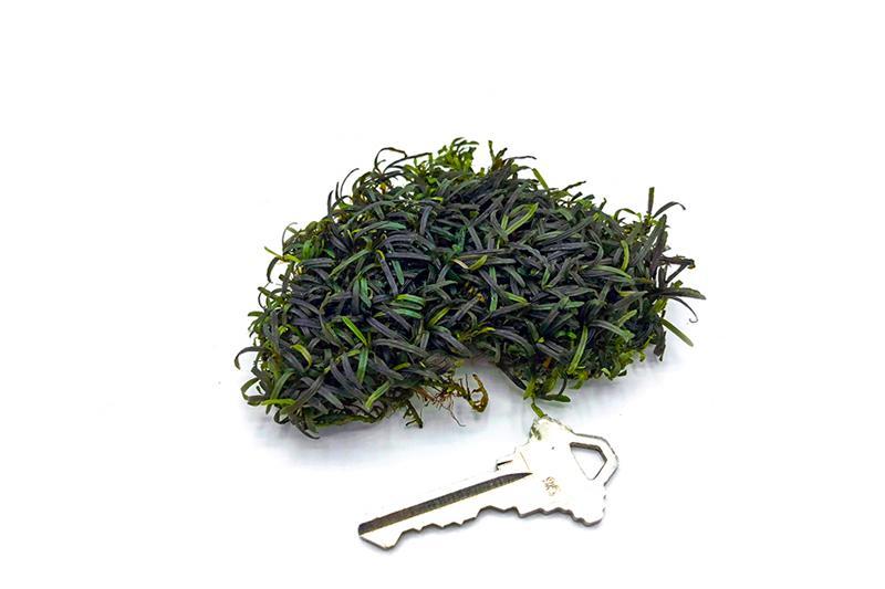 Bucephalandra Super Mini Catherinae Bucephalandra - Buce Plant