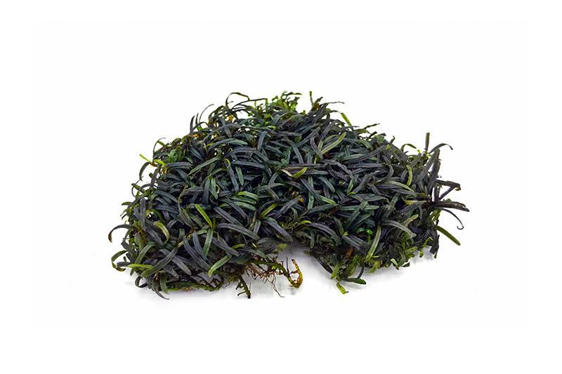 Bucephalandra Super Mini Catherinae Bucephalandra - Buce Plant