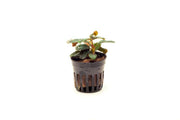 Bucephalandra Theia Pot Aquatic Plant - Buce Plant