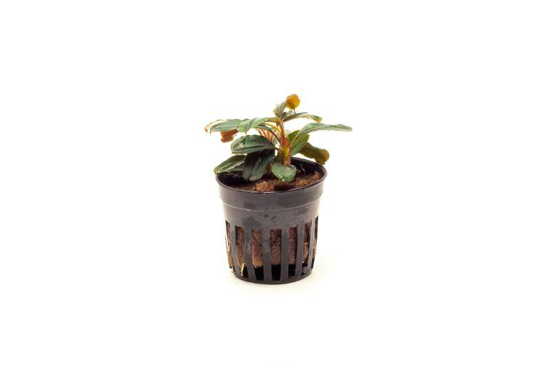 Bucephalandra Theia Pot Aquatic Plant - Buce Plant