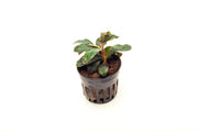 Bucephalandra Theia Pot Aquatic Plant - Buce Plant