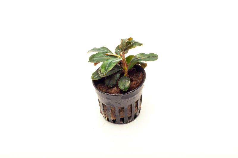 Bucephalandra Theia Pot Aquatic Plant - Buce Plant