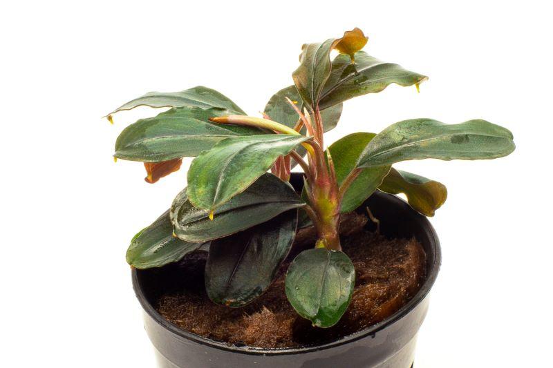 Bucephalandra Theia Pot Aquatic Plant - Buce Plant