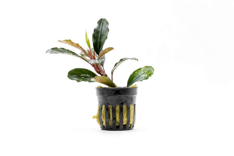 Bucephalandra Theia (Farmed) Aquatic Plant - Buce Plant