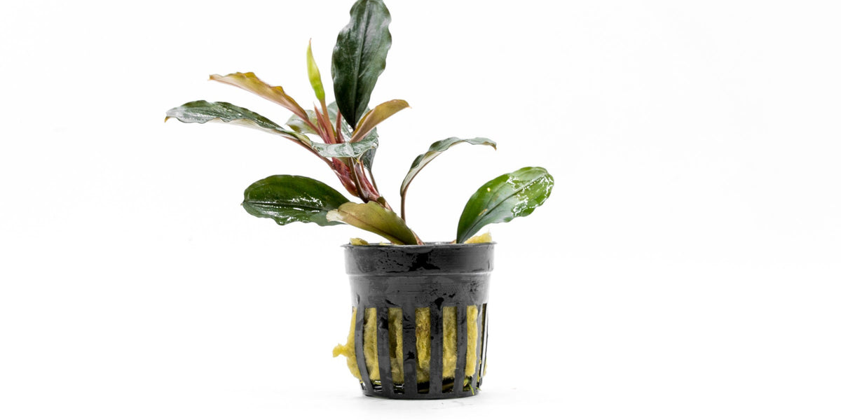 Bucephalandra Theia - Aquascaping Plant — Buce Plant