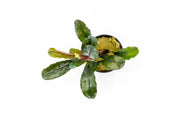 Bucephalandra Theia (Farmed) Aquatic Plant - Buce Plant