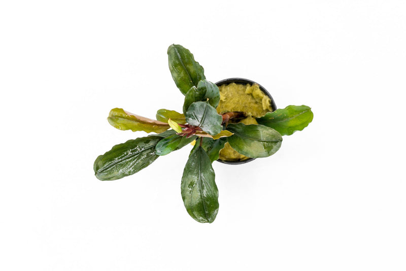 Bucephalandra Theia (Farmed) Aquatic Plant - Buce Plant