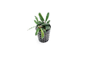 Bucephalandra Theia Green Pot Aquatic Plant - Buce Plant