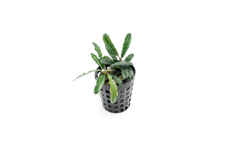 Bucephalandra Theia Green Pot Aquatic Plant - Buce Plant