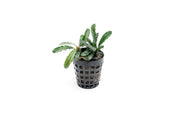 Bucephalandra Theia Green Pot Aquatic Plant - Buce Plant