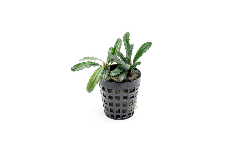 Bucephalandra Theia Green Pot Aquatic Plant - Buce Plant