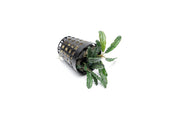 Bucephalandra Theia Green Pot Aquatic Plant - Buce Plant