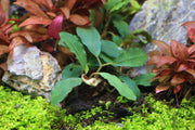 Bucephalandra Thick Brown Aquatic Plant - Buce Plant