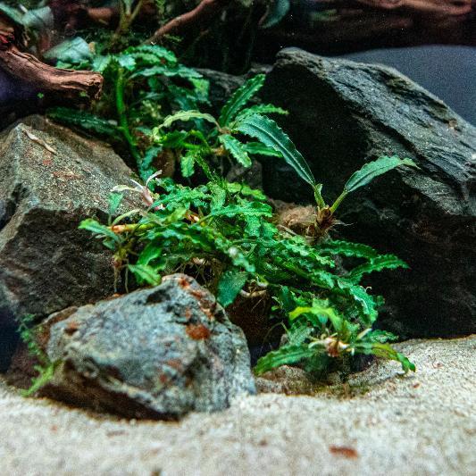 Bucephalandra Titan Bucephalandra - Buce Plant