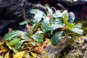Bucephalandra Titan 2 Aquatic Plant - Buce Plant
