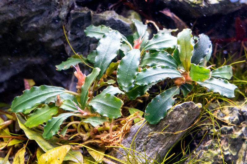 Bucephalandra Titan 2 Aquatic Plant - Buce Plant