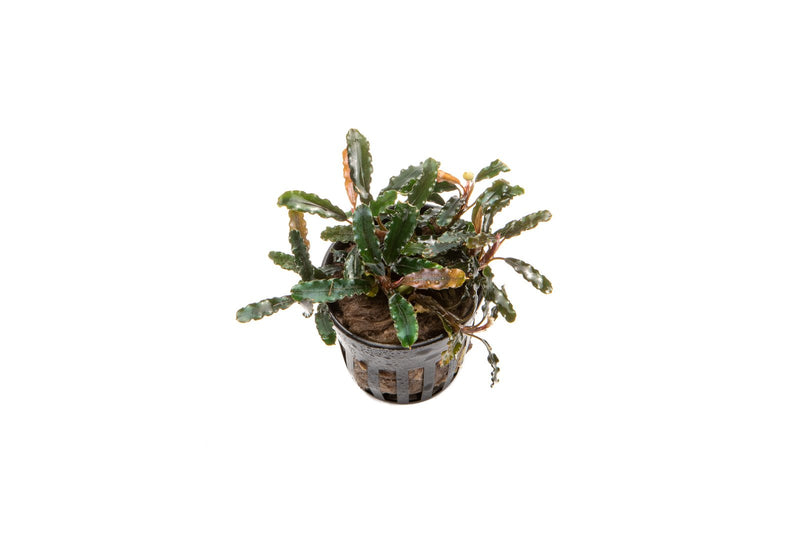 Bucephalandra Titan Bucephalandra - Buce Plant