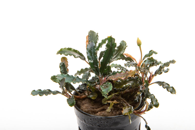 Bucephalandra Titan Bucephalandra - Buce Plant