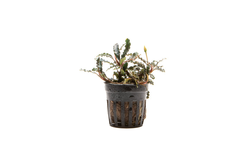 Bucephalandra Titan Bucephalandra - Buce Plant