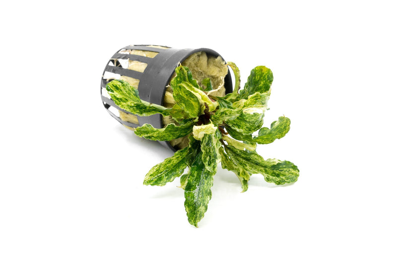 Bucephalandra Variegated Marble (Farmed) Aquatic Plant - Buce Plant