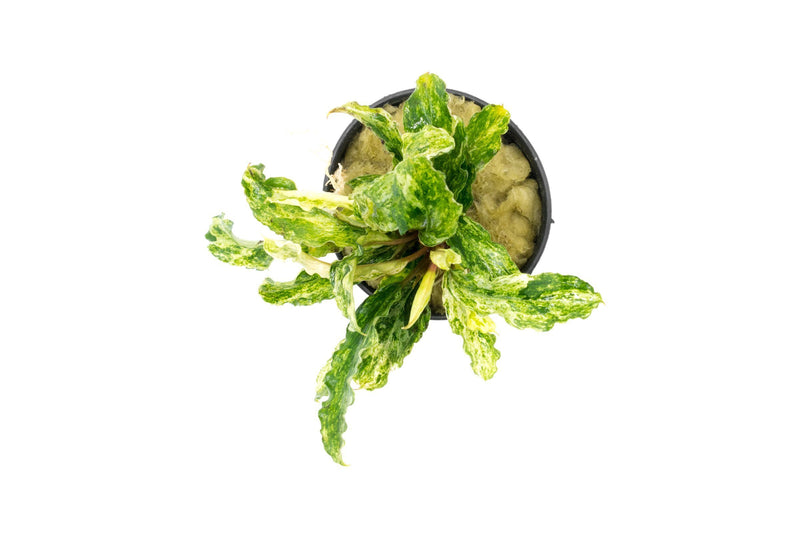 Bucephalandra Variegated Marble (Farmed) Aquatic Plant - Buce Plant