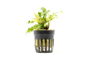 Bucephalandra Variegated Marble (Farmed) Aquatic Plant - Buce Plant