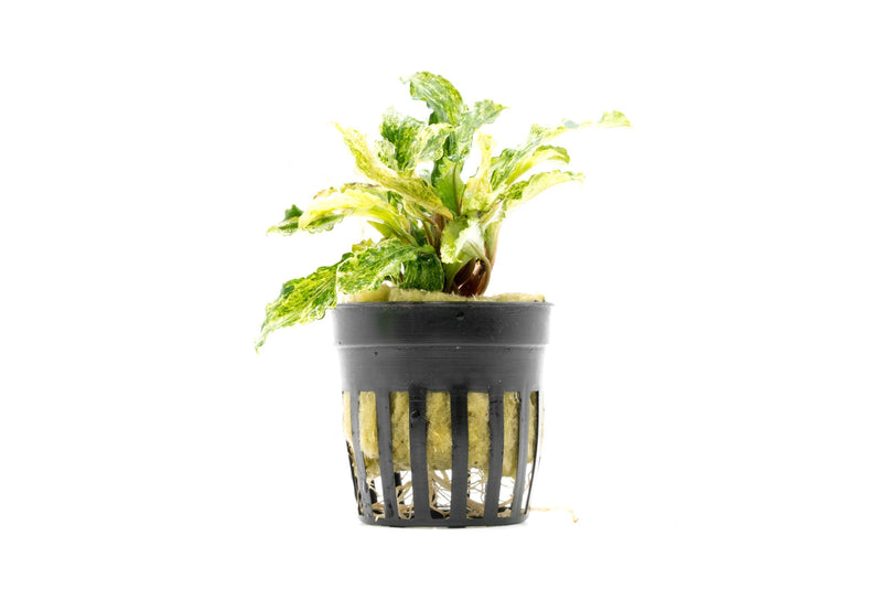 Bucephalandra Variegated Marble (Farmed) Aquatic Plant - Buce Plant