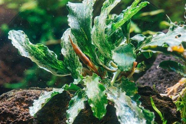 Bucephalandra Variegated Marble (Farmed) Aquatic Plant - Buce Plant