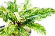 Bucephalandra Variegated Marble (Farmed) Aquatic Plant - Buce Plant