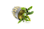 Bucephalandra Velvet (Farmed) Aquatic Plant - Buce Plant